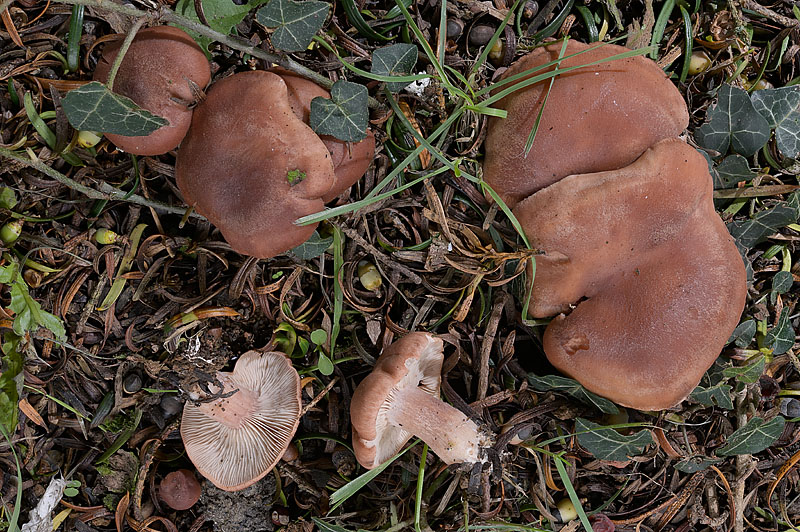 Rhodocybe gemina